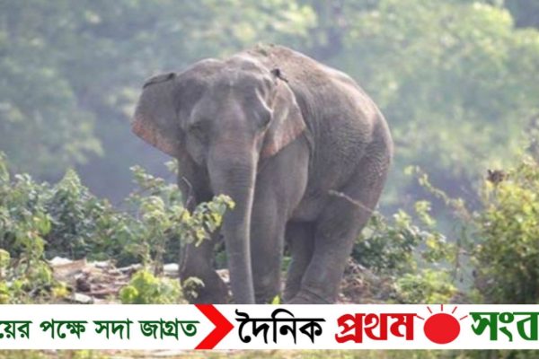 ঝিনাইগাতীতে বন্যহাতির পায়ে পিষ্ট হয়ে এক দিনমজুরের মৃত্যু!
