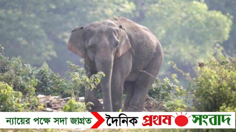 ঝিনাইগাতীতে বন্যহাতির পায়ে পিষ্ট হয়ে এক দিনমজুরের মৃত্যু!