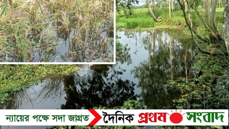 শেরপুরে নোকাই নদী খননের অভাবে জলাবদ্ধতায় নষ্ট হচ্ছে শত শত একর জমির ধান