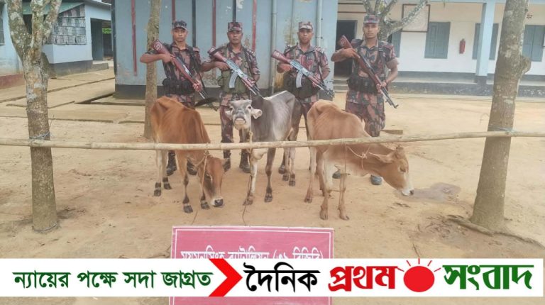 শেরপুর সীমান্তে বিজিবির অভিযানে ৩টি ভারতীয় গরু জব্দ
