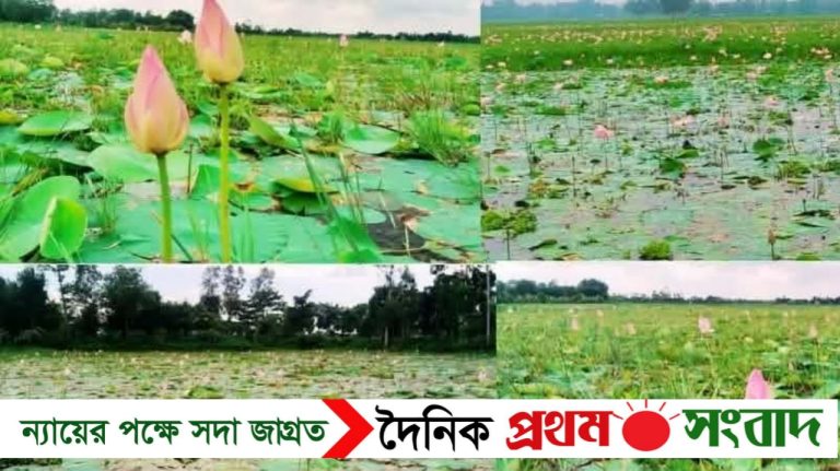 সুন্দরগঞ্জে সরোবর বিলে গোলাপি ও সাদা রঙে রঙিনে ভরপুর