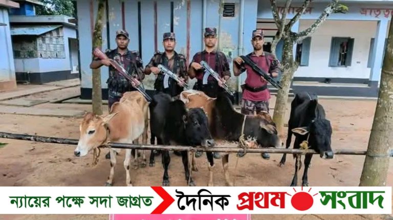 শ্রীবরদী সীমান্তে বিজিবির অভিযানে ভারতীয় ৪ গরু উদ্ধার
